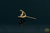 Photo of 7mm Round 3-Prong Fairmined Gold Stud Earring Mounting from RIVA Precision